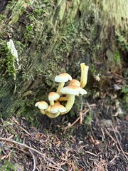 mushrooms in the forest © Laura