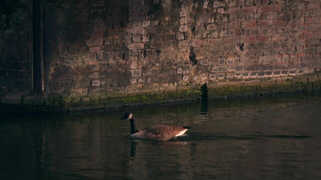 A Canada goose on an English canal swimming under a bridge with old brickwork