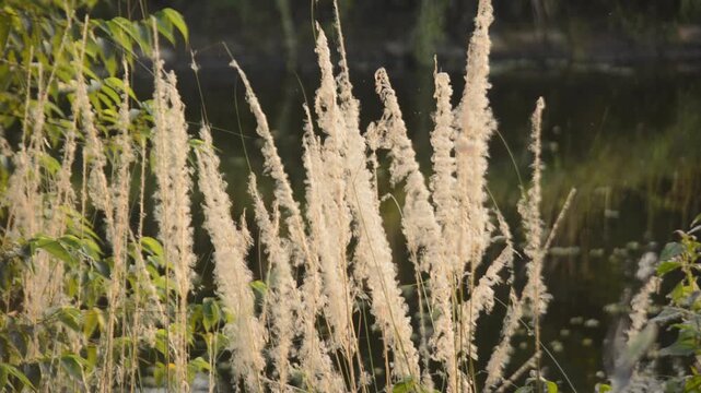 Fluffy White Kash Grass Plumes Backlit by Golden Sunlight Near a Pond