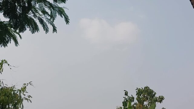 Bird Flying Across a Pale Blue Sky with Wispy Clouds and Green Tree Tops