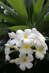 Beautiful white frangipani flowers with yellow centers bloom beneath tropical foliage in Chiang Mai, Thailand. © Julian