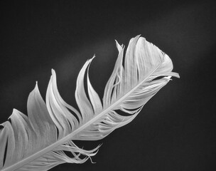 White feather on black background © Peter Mahr