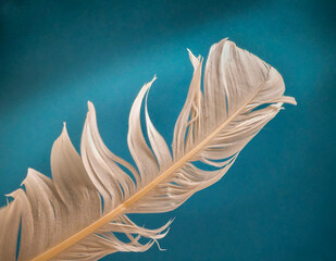 White feather on turquoise background © Peter Mahr