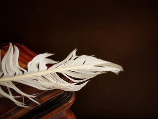 White feather on wooden table © Peter Mahr