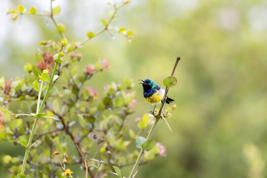 Male variable sunbird, Cinnyris venustus, also known as the yellow-bellied sunbird, in Nairobi National Park, kenya. Soft foliage background with space for text.