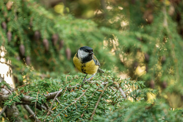 Blaumeise sitzt in der Tanne auf einem Zweig © Patrick P. Palej
