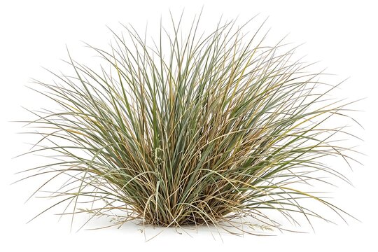 Ornamental grass plant clump isolated on white background
