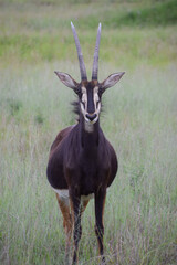 A sable antelope in a nature reserve in Africa © VV Shots
