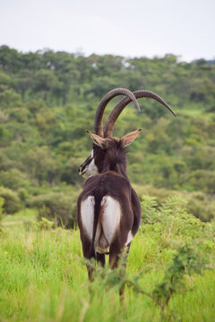 A sable antelope in a nature reserve in Africa