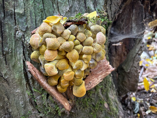 Bunch of Honey fungus in autumn deciduous forest © Jaroslav Machacek