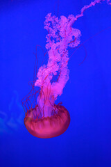 Beautiful colorful Jellyfish underwater. Jellyfish moving in the aquarium on blue background. © tieataopoon