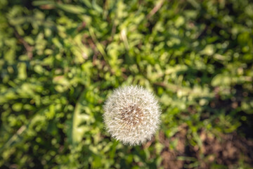 Close-up of the seed head of a common dandelion, seen from above. © Ruud Morijn