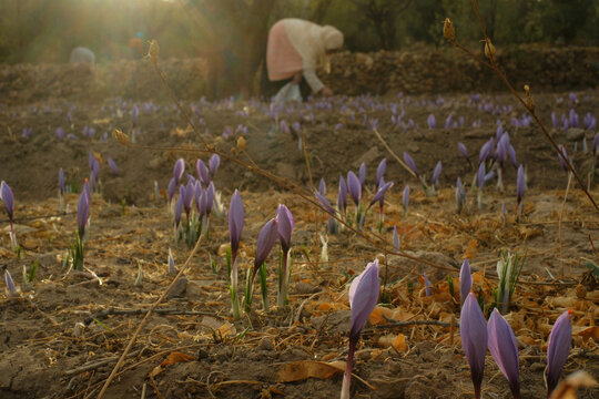 Saffron crocus flowers blooming in the field with a worker harvesting in the background
