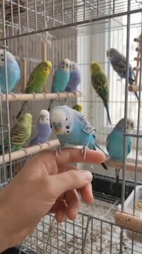 A friendly blue budgie perches calmly on a human finger with a colorful flock of parakeets resting inside a large birdcage in the background.
