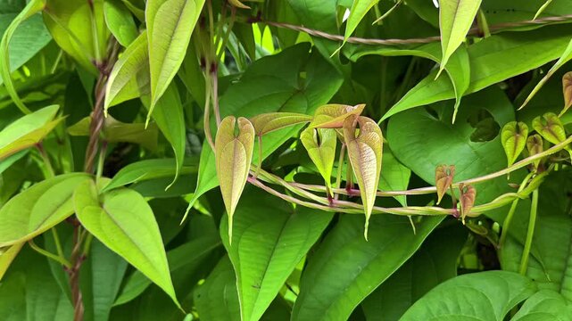 Green leaves of greater yam (dioscorea alata) climbing plant