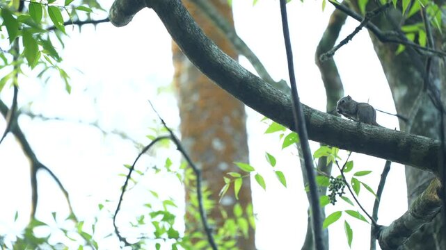 Squirrel Feeding on a Tree Branch in Its Natural Habitat
