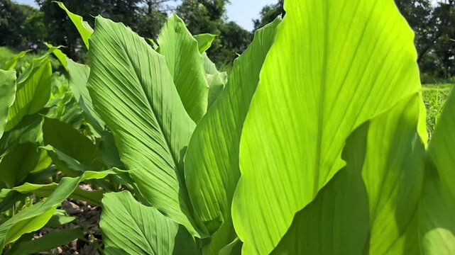 Turmeric plants growing in an agricultural field
