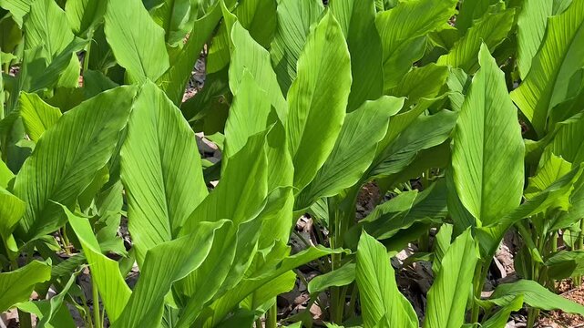 Turmeric plants growing in an agricultural field