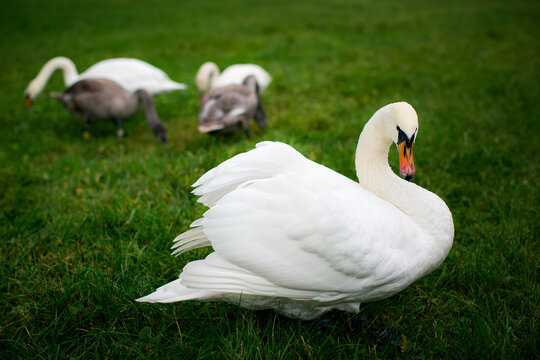 Adult white swan standing on green grass with juvenile swans feeding in the blurred background