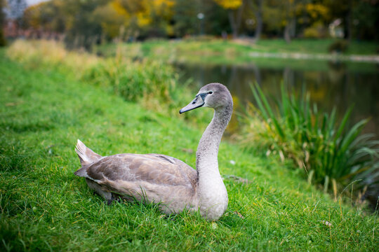 Juvenile swan resting on green grass beside a pond in an autumn park