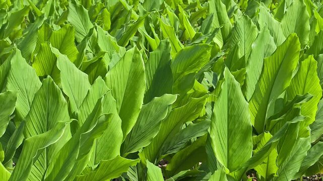 Turmeric plants growing in an agricultural field