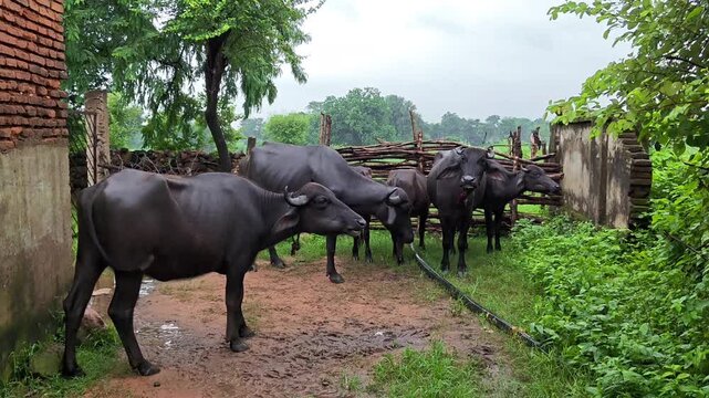 Indian black water buffaloes herd standing and walking in rural farm village