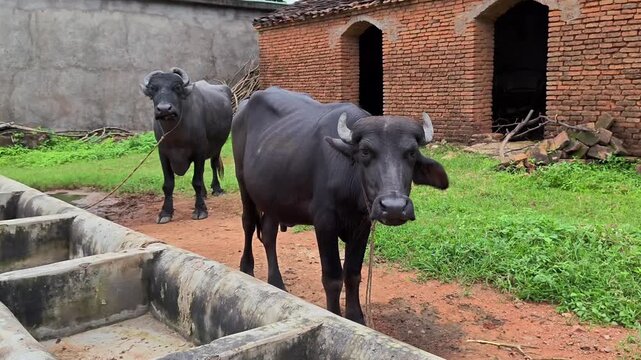 Indian water buffaloes in rural livestock enclosure