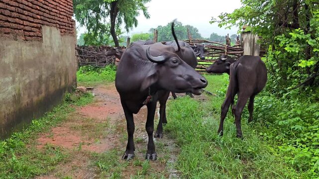 Indian black water buffaloes herd standing and walking in rural farm village