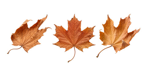 Three dried brown autumn maple leaves isolated on transparent background © MUST DESIGN