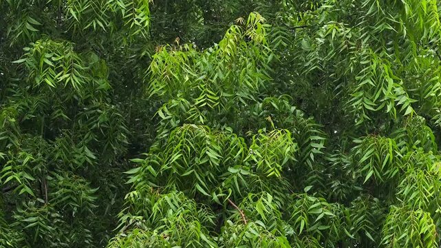 Lush green neem tree foliage during monsoon rain