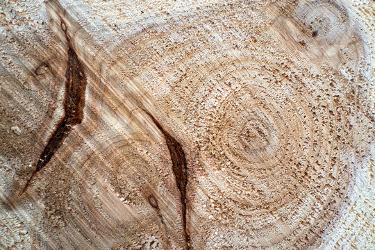 Close view of weathered wood rings and deep splits on log surface.