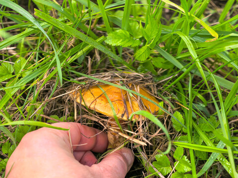 Wild edible mushroom Suillus grevillei growing in green grass.