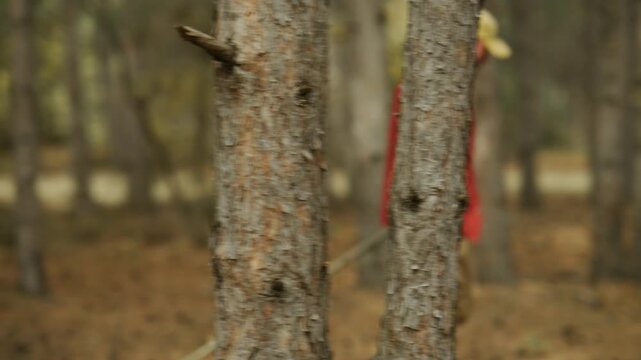 Man carries an axe while walking through a pine forest, moving among tree trunks for bushcraft, woodcutting and wilderness preparation.