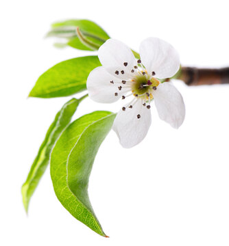 Pear tree blossoms isolated on white background. Branch of flowering pear with white flowers and green leaves in spring. Clipping path.