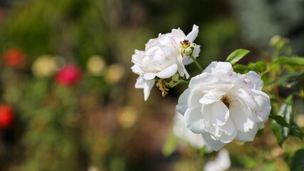 White roses with soft pink edges gently unfurl against a blurred green bokeh, evoking purity, romance and serene growthideal for wedding, floral and nature themes © Newleks