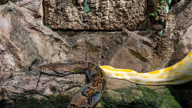 Two large pythons with natural and yellow-white coloration rest together on rocks, showing reptile diversity, captive wildlife and color variation for zoology and education themes
