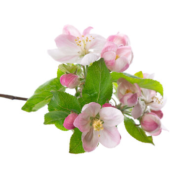 Spring apple blossom isolated on white background. Branch of flowering apple tree with pink and white flowers and green leaves. Clipping path.