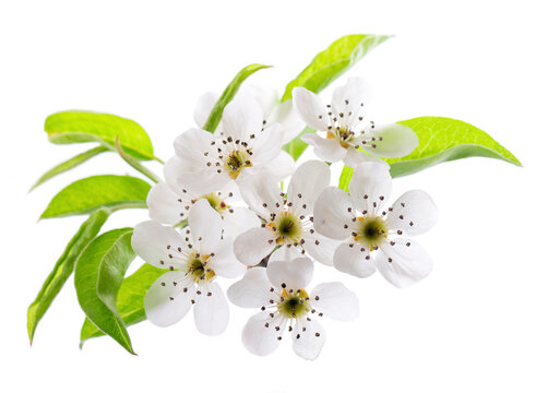 Pear tree blossoms isolated on white background. Branch of flowering pear with white flowers and green leaves in spring. Clipping path.
