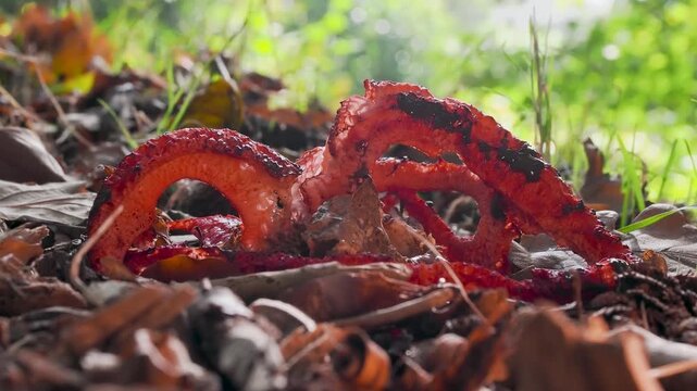 Devils Fingers Fungi in Leaf Litter