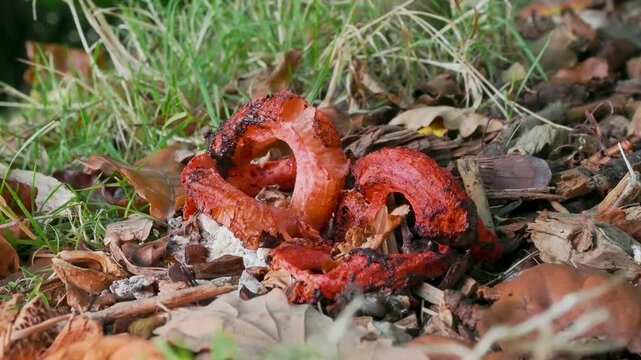 Devils Fingers Fungi in Leaf Litter