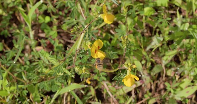 Long-horned bee with heavy pollen loads hovers between yellow Smithia flowers on monsoon dawn, Solitary bee slow motion flight