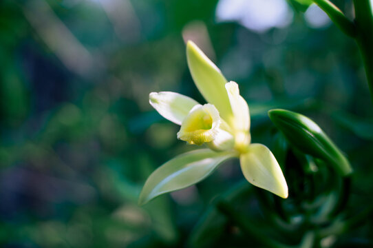 Vanilla flowers that bloom beautifully in the morning and are ready for pollination