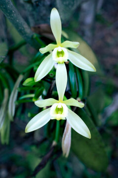 Vanilla flowers that bloom beautifully in the morning and are ready for pollination