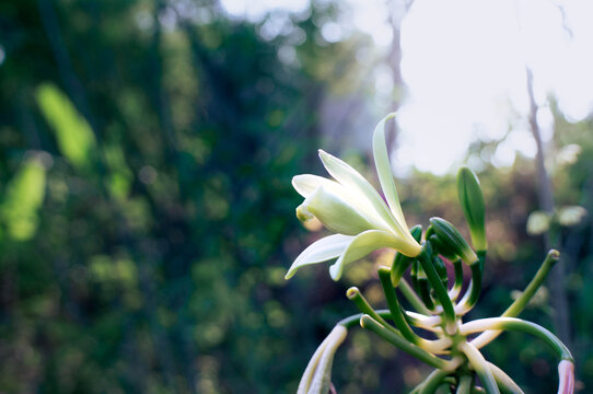 Vanilla flowers that bloom beautifully in the morning and are ready for pollination