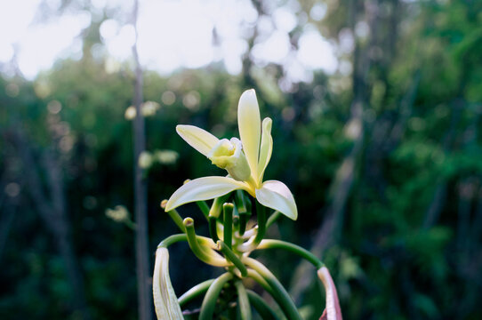 Vanilla flowers that bloom beautifully in the morning and are ready for pollination