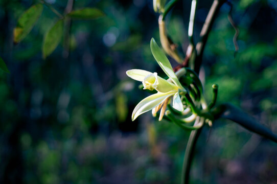 Vanilla flowers that bloom beautifully in the morning and are ready for pollination