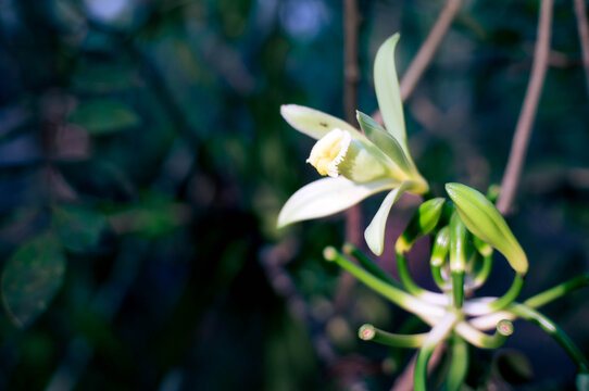 Vanilla flowers that bloom beautifully in the morning and are ready for pollination