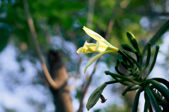 Vanilla flowers that bloom beautifully in the morning and are ready for pollination