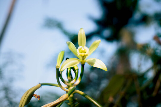 Vanilla flowers that bloom beautifully in the morning and are ready for pollination