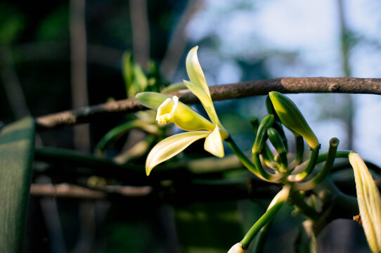 Vanilla flowers that bloom beautifully in the morning and are ready for pollination